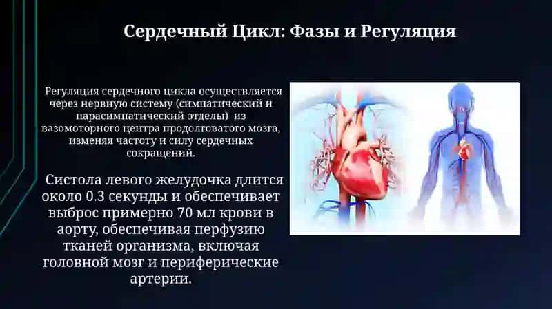 Сердечно сосудистая система 4