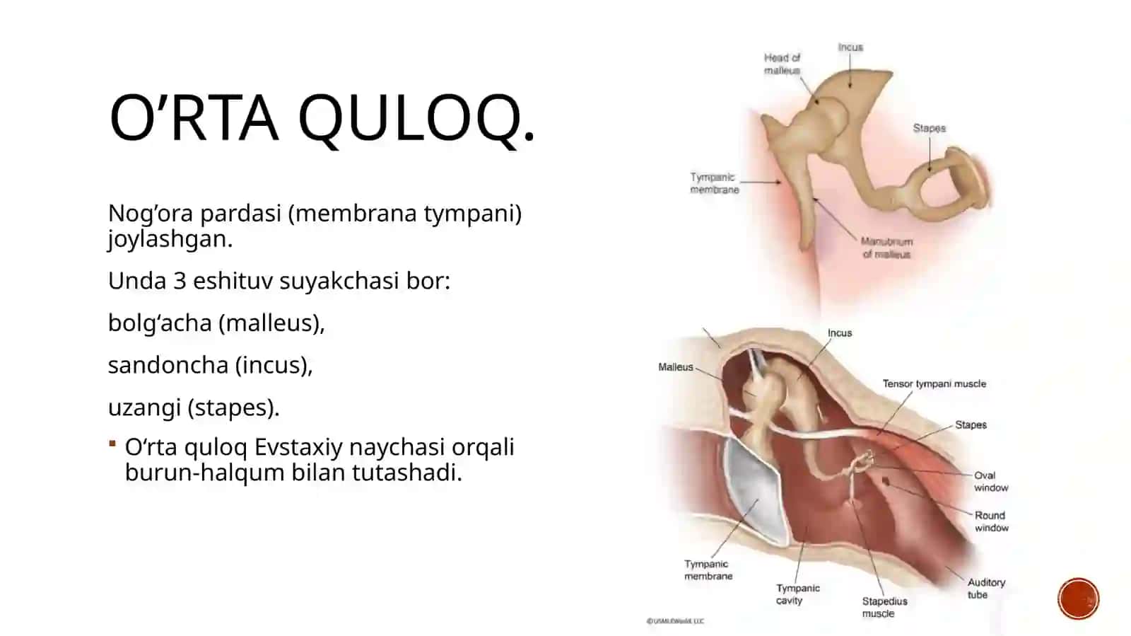 Quloqning klinik anatomiyasi, fiziologiyasi va tekshirish usullari 4