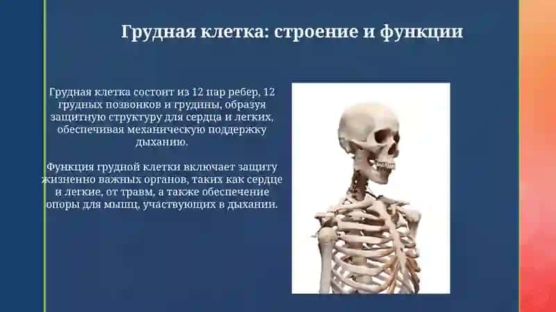 Презентация "Скелет туловища" 4