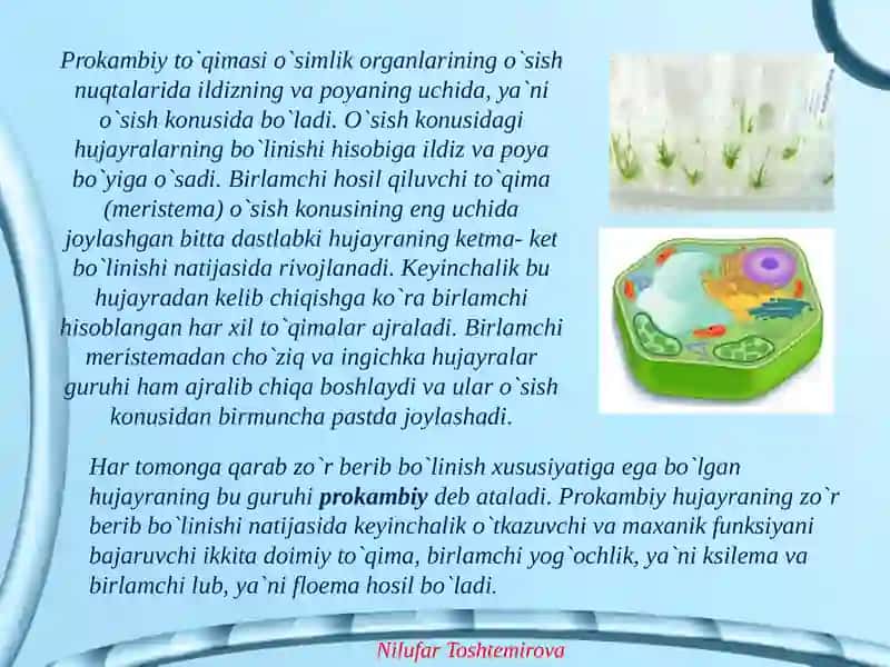 To'qimalar, ularning turlari va vazifalari 4