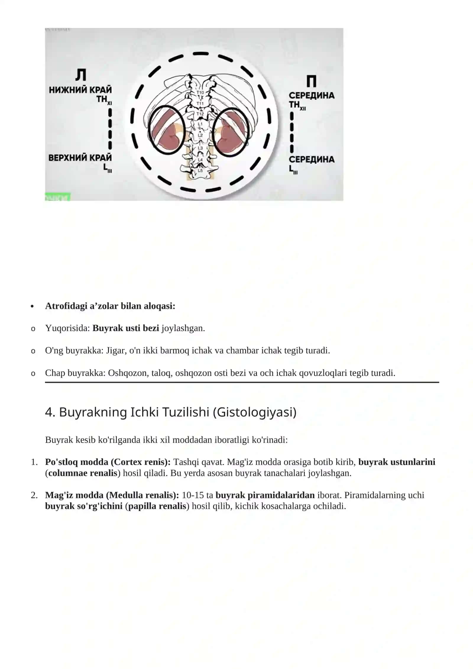 Siydik va Tanosil Apparati (Apparatus Urogenitalis) 4