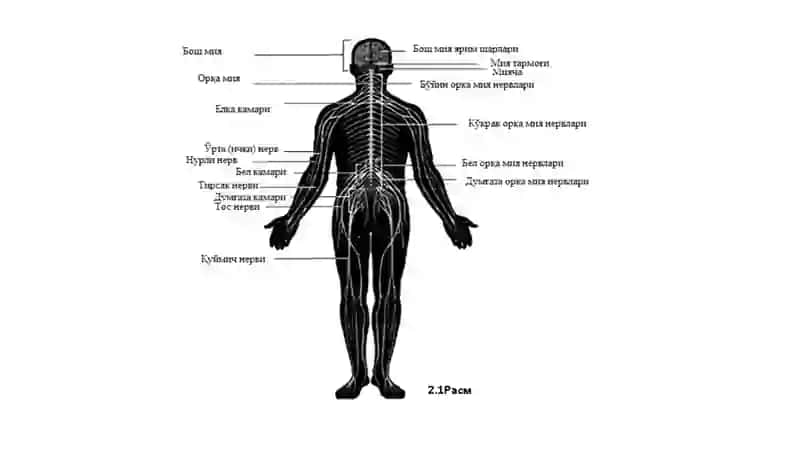 Xulq-atvorning psixofoziologik asosi 4