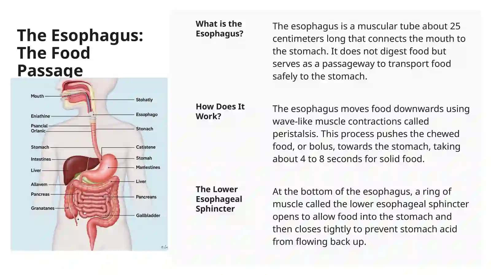 Anatomy of the Digestive System 4