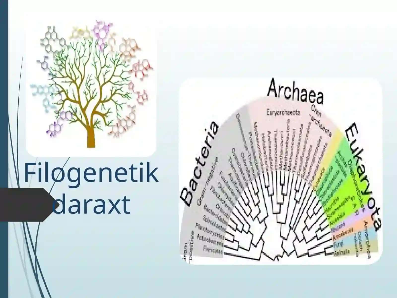 Filogenetik daraxtlarni tuzish algoritmlari 4