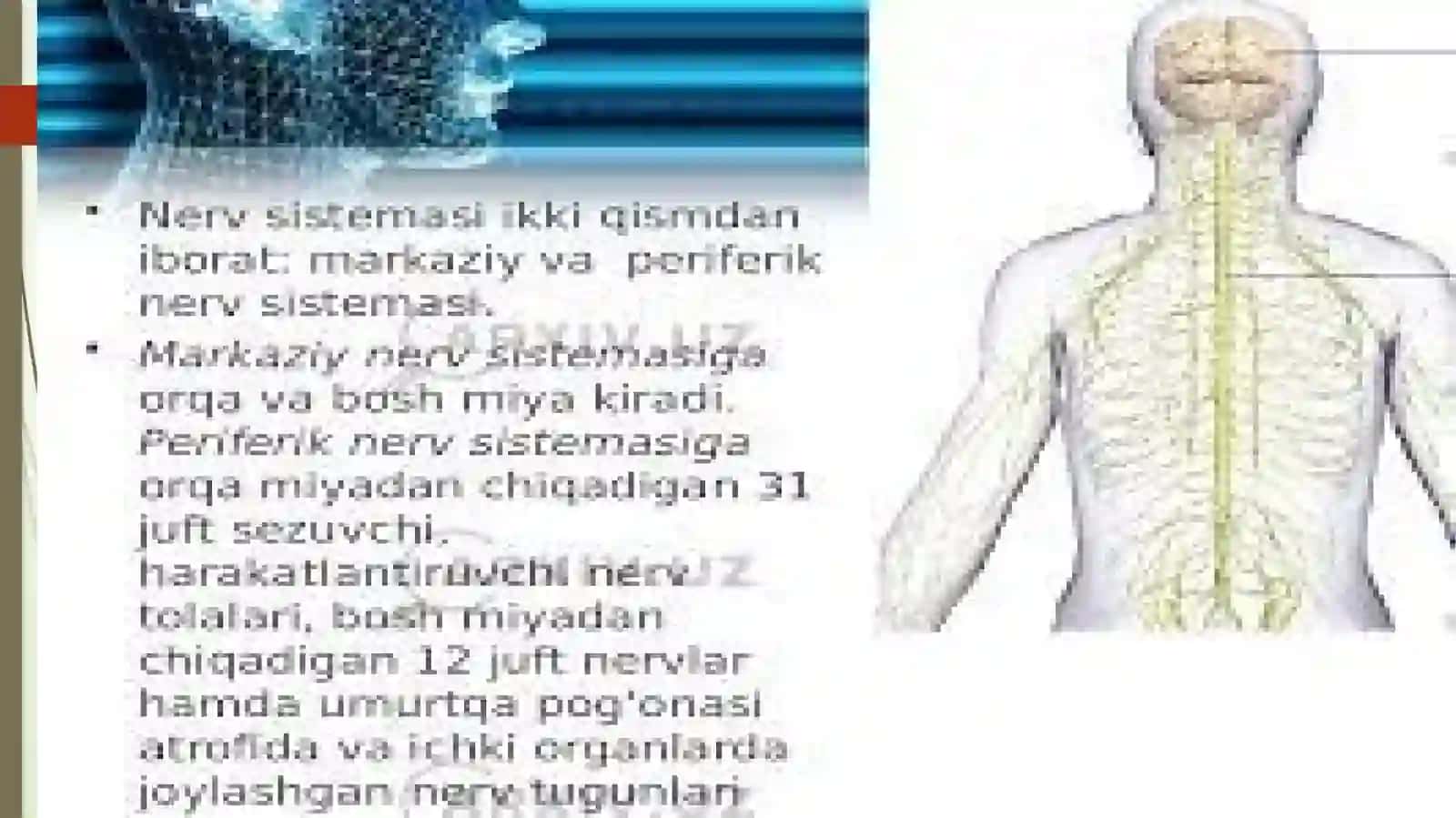 Xulq-atvorning psixofiziologik asosi 4