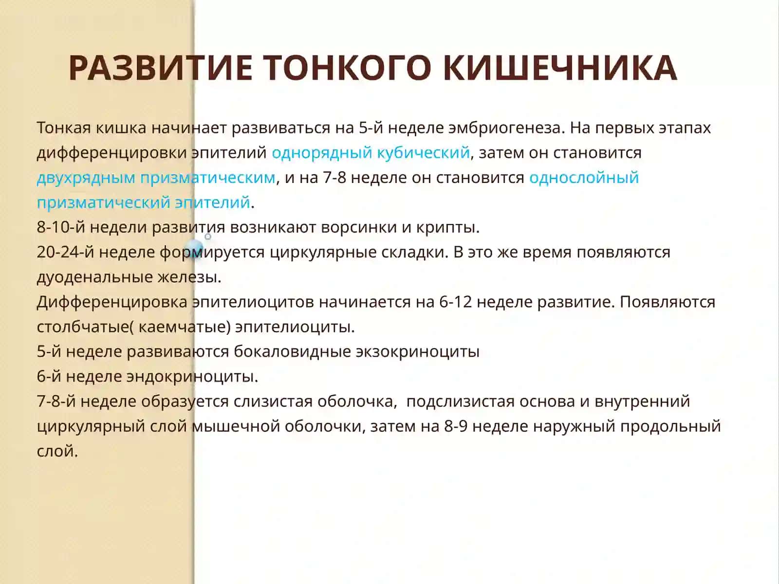 Тонкий и толстый кишечник 4