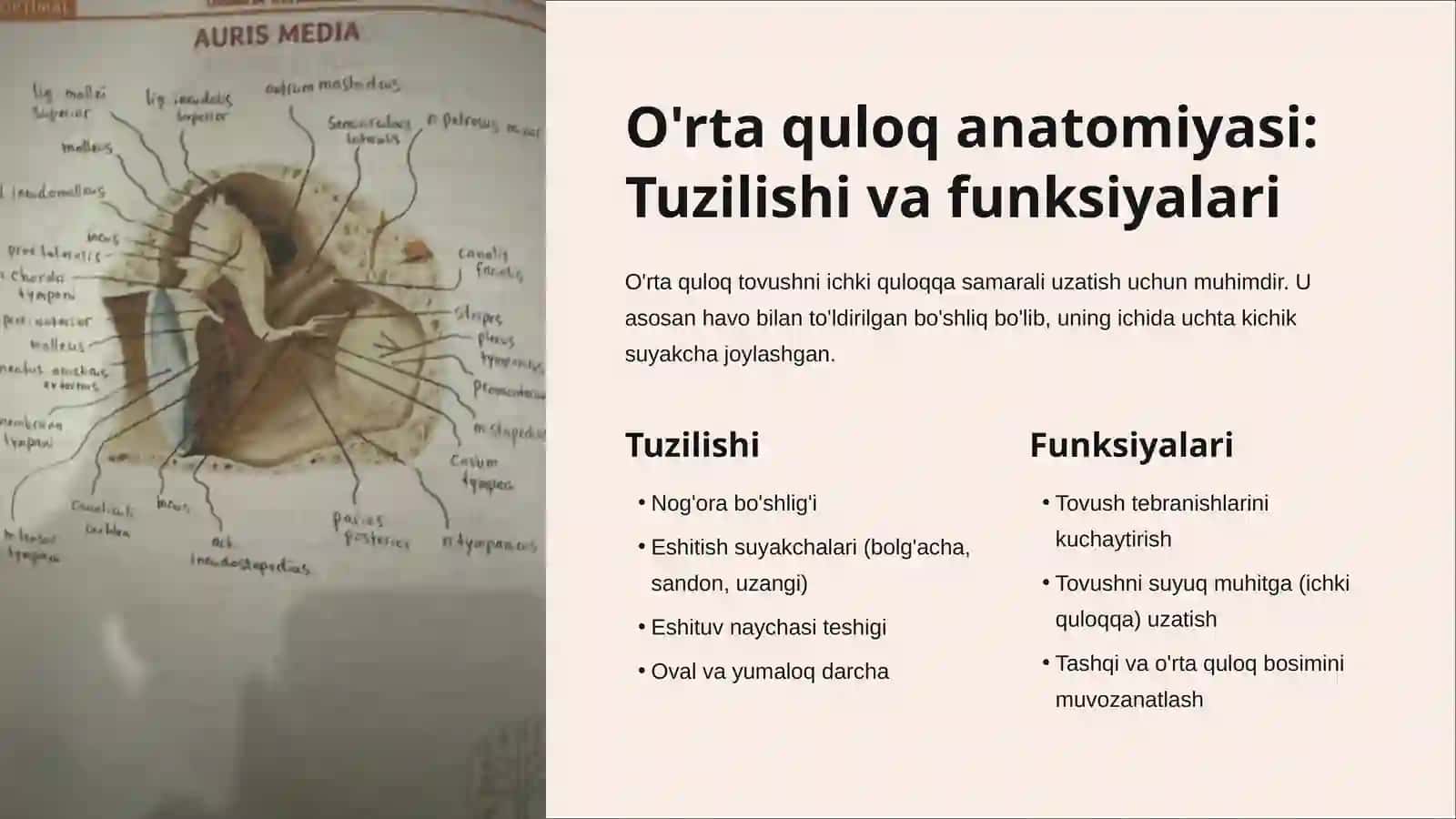 Eshitish tizimi 4
