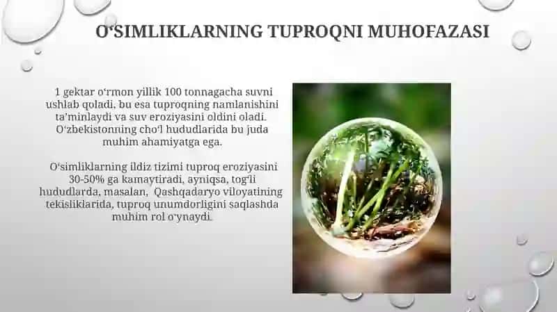 Oʻsimliklarning inson hayotidagi roli 4