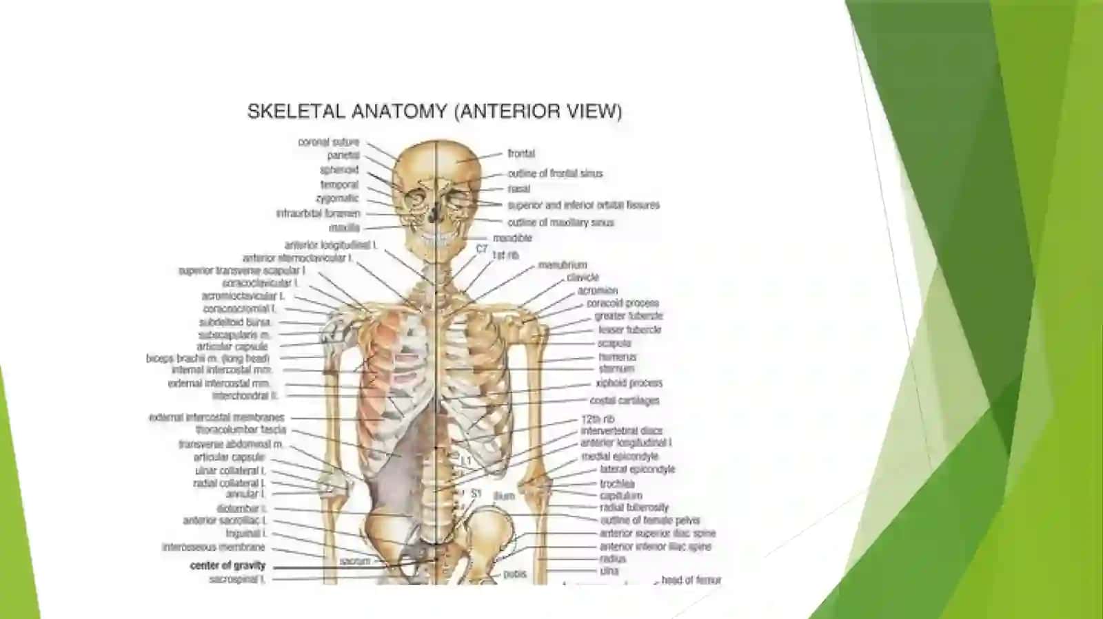 The skeletal system of a human being 4