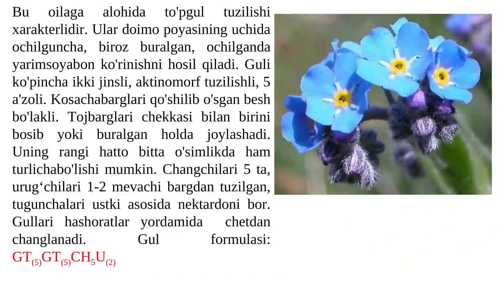 Gavzabondoshlar oilasi 4