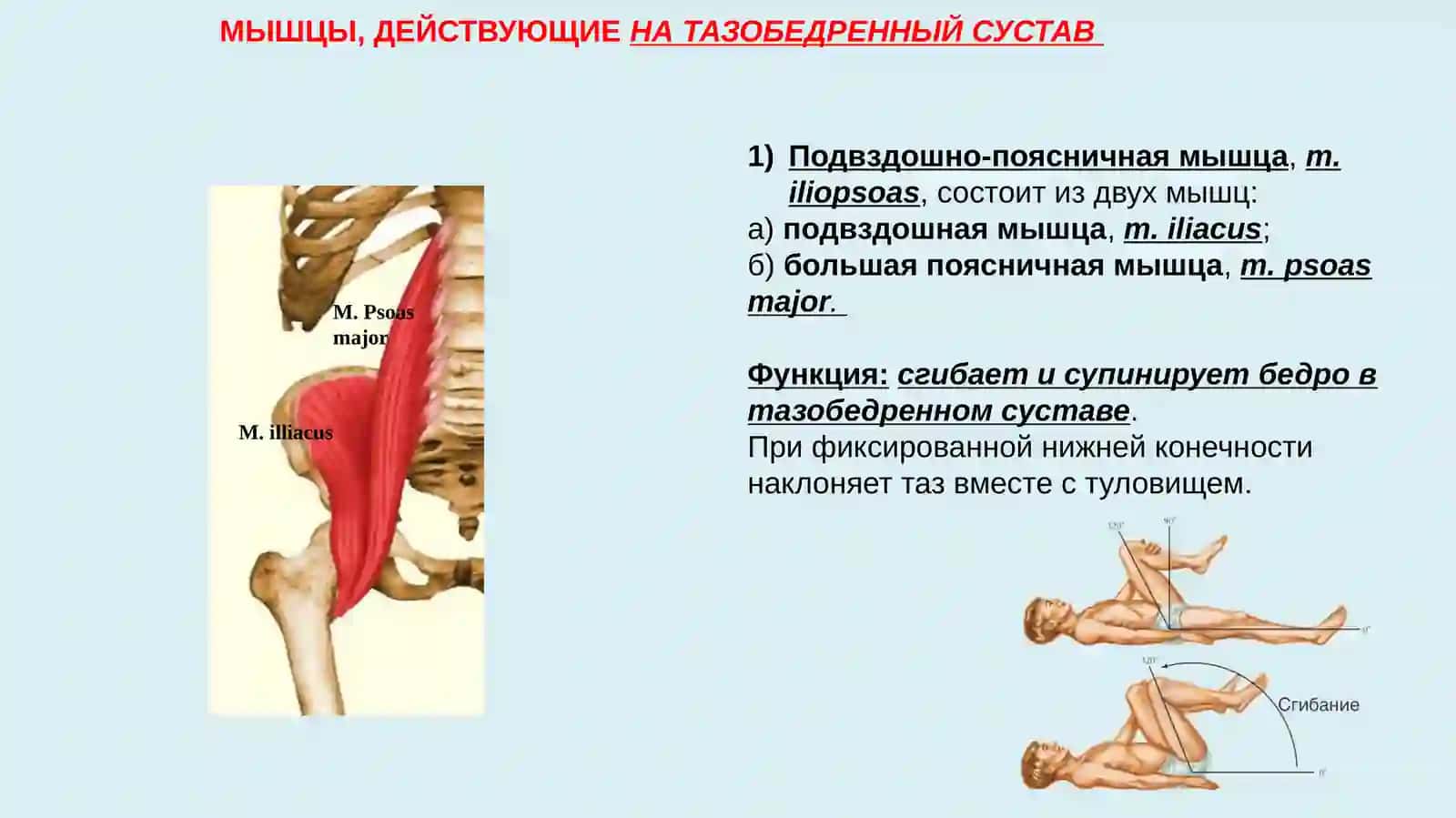 Мышцы тазового пояса 4