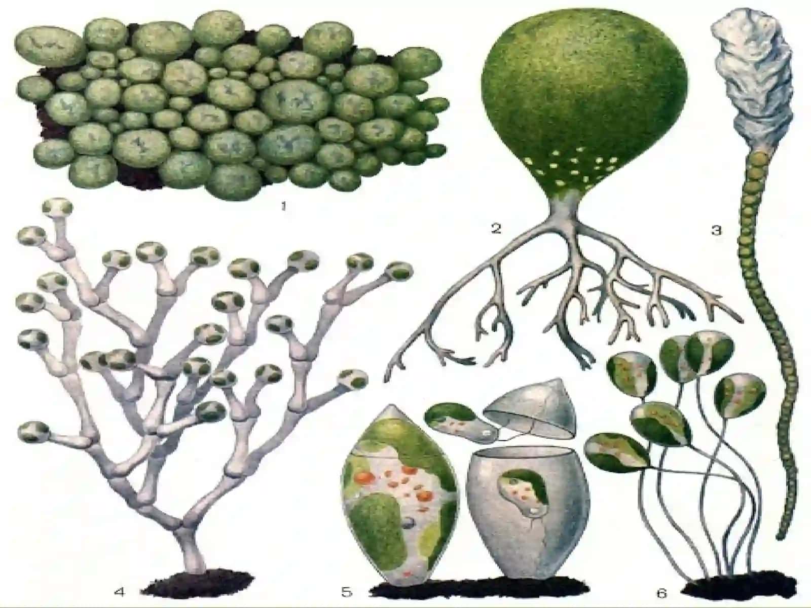 Harhilxivchinli (Xanthophyta) suvo‘tlar bo‘limi 4