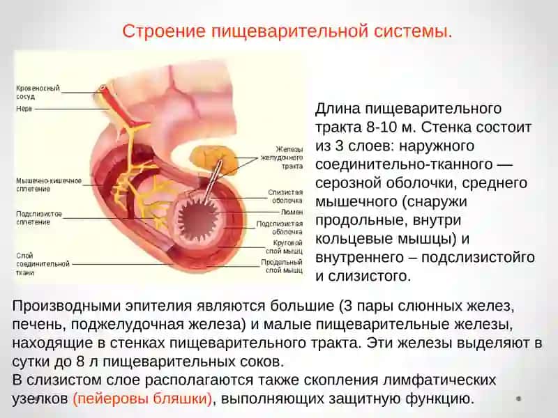 "Пищеварительная система" 4