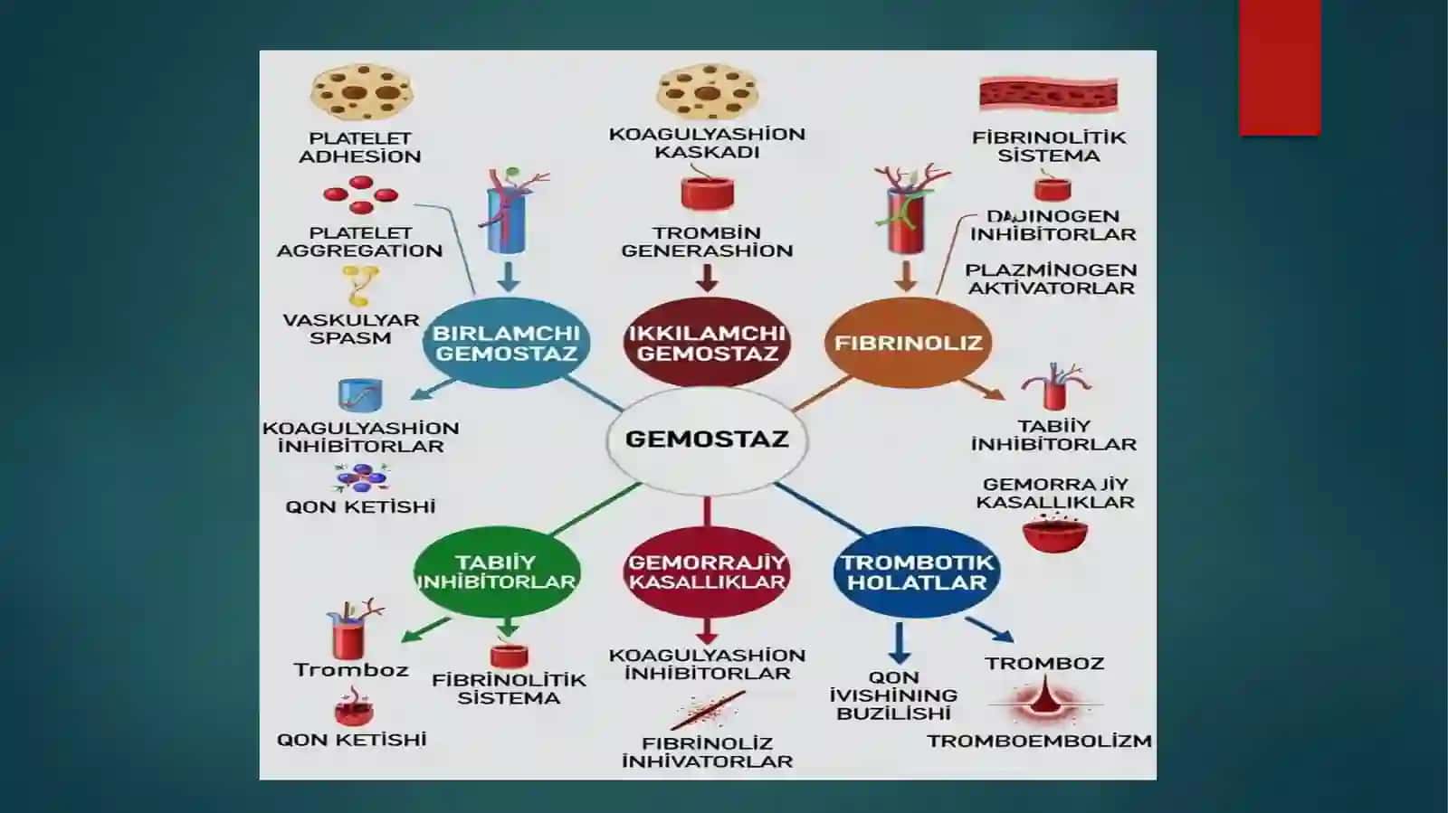 Gemostaz mexanizmlari va uning patologiyasi 4