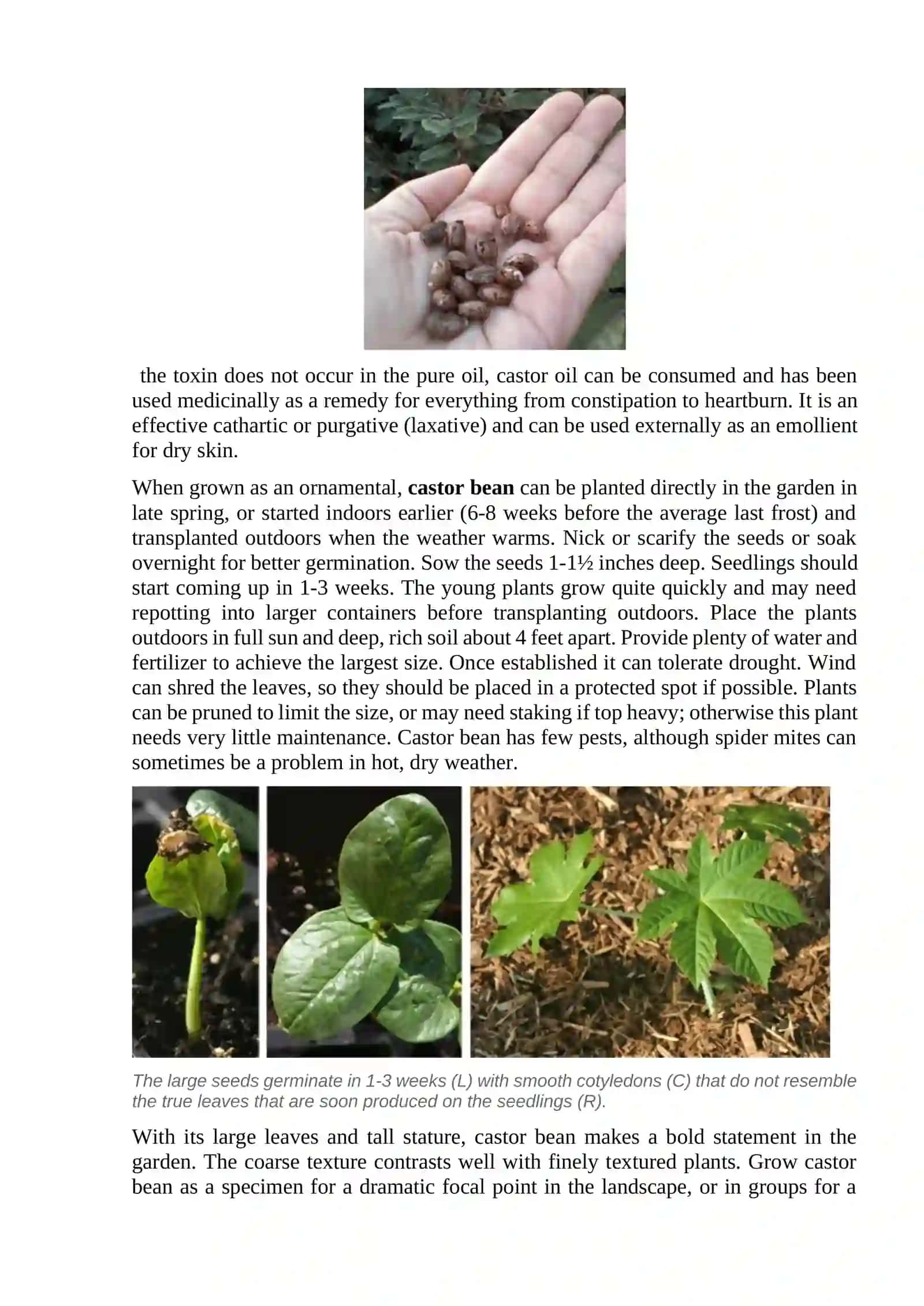 Variety traits of castor bean varieties 4