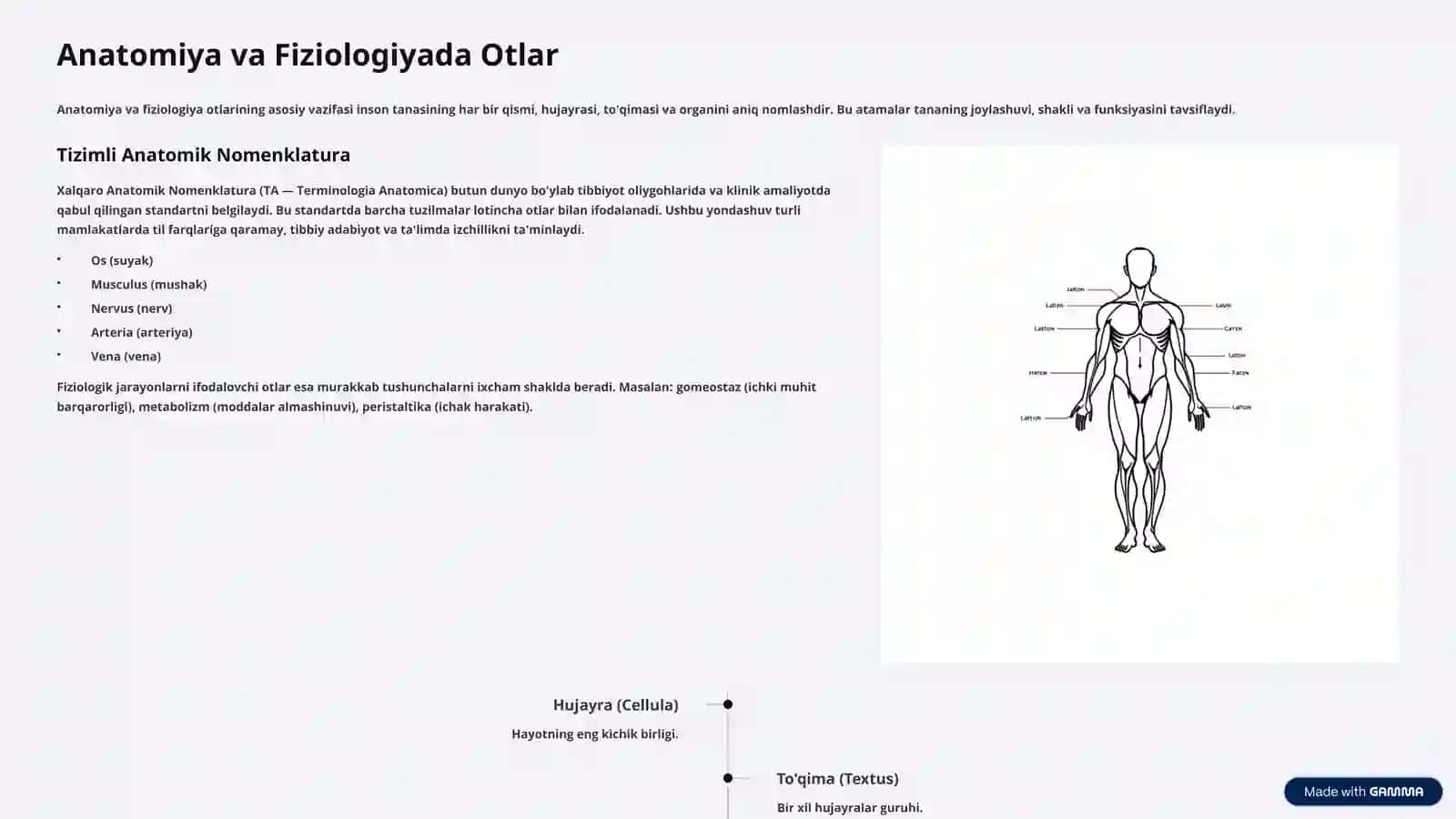 Tibbiyot Terminologiyasida Otlar 4