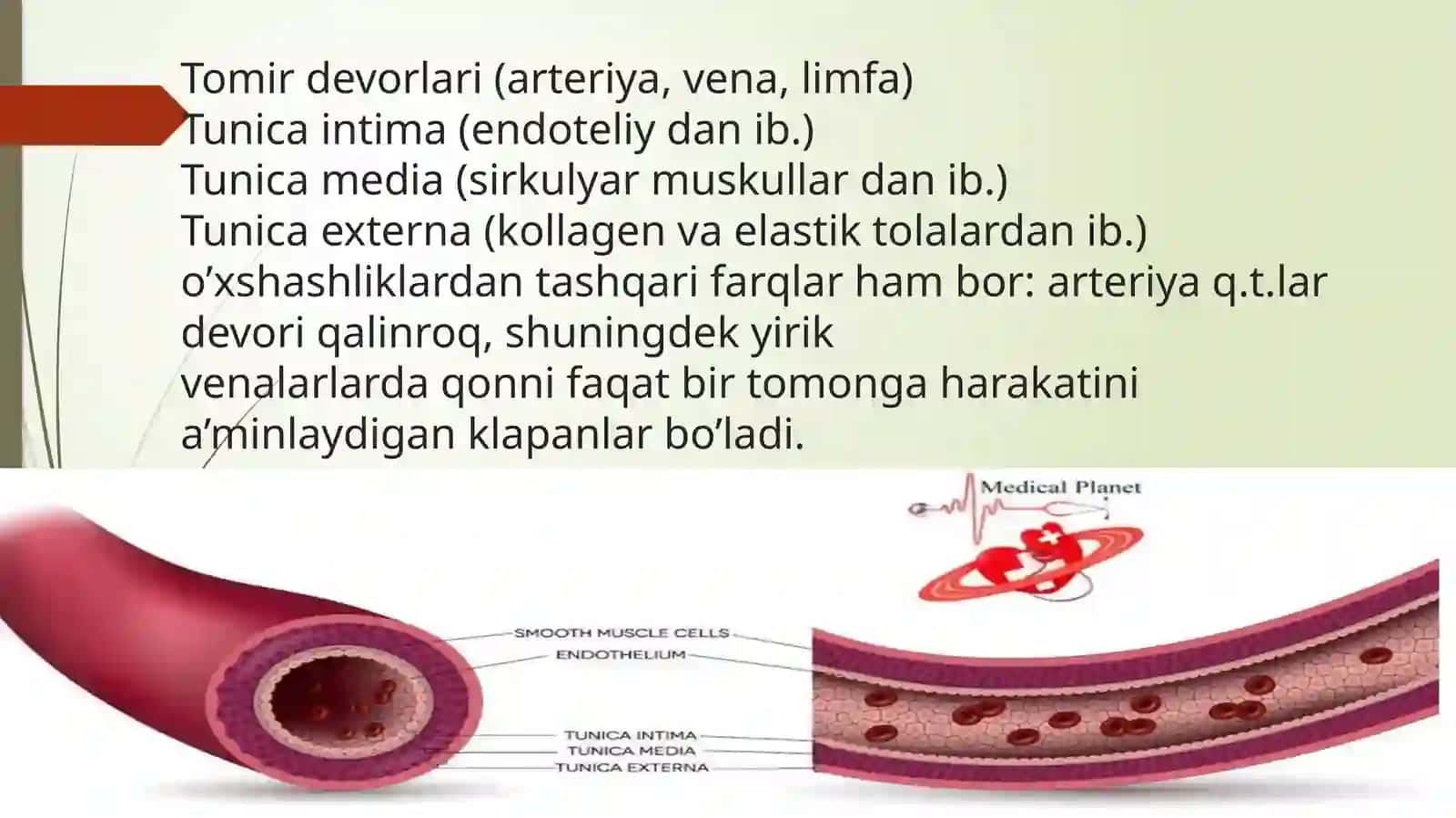 Angilogiya 4