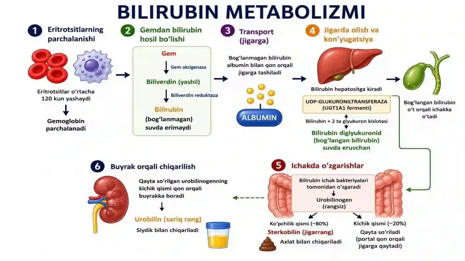 BILIRUBIN METABOLIZMI VA SARIQLIK 4