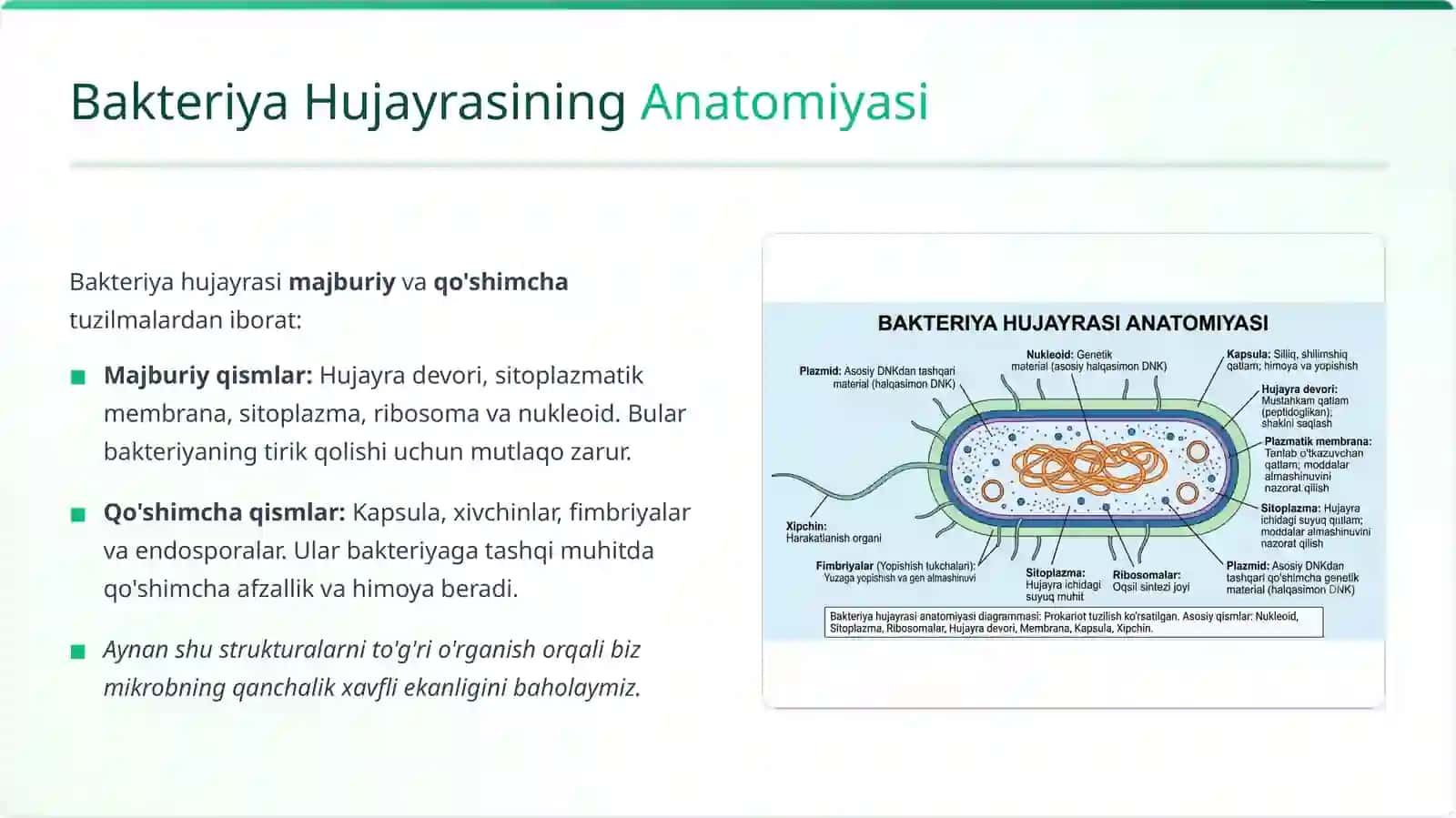Mikroorganizmlar strukturasi , murakkab boʻyash usullari 4