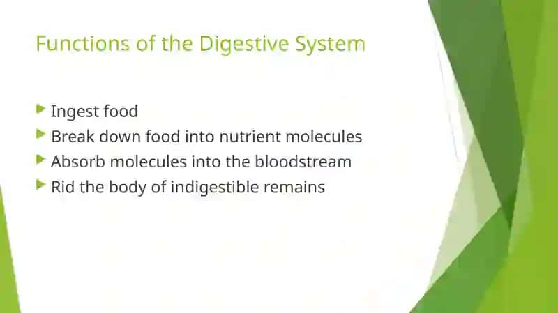 The digestive system and process of digestion and absorption 4