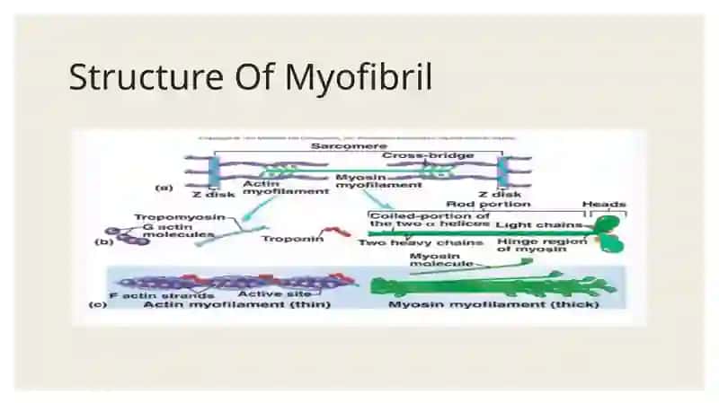 Structure Of Skeletal Muscle 4