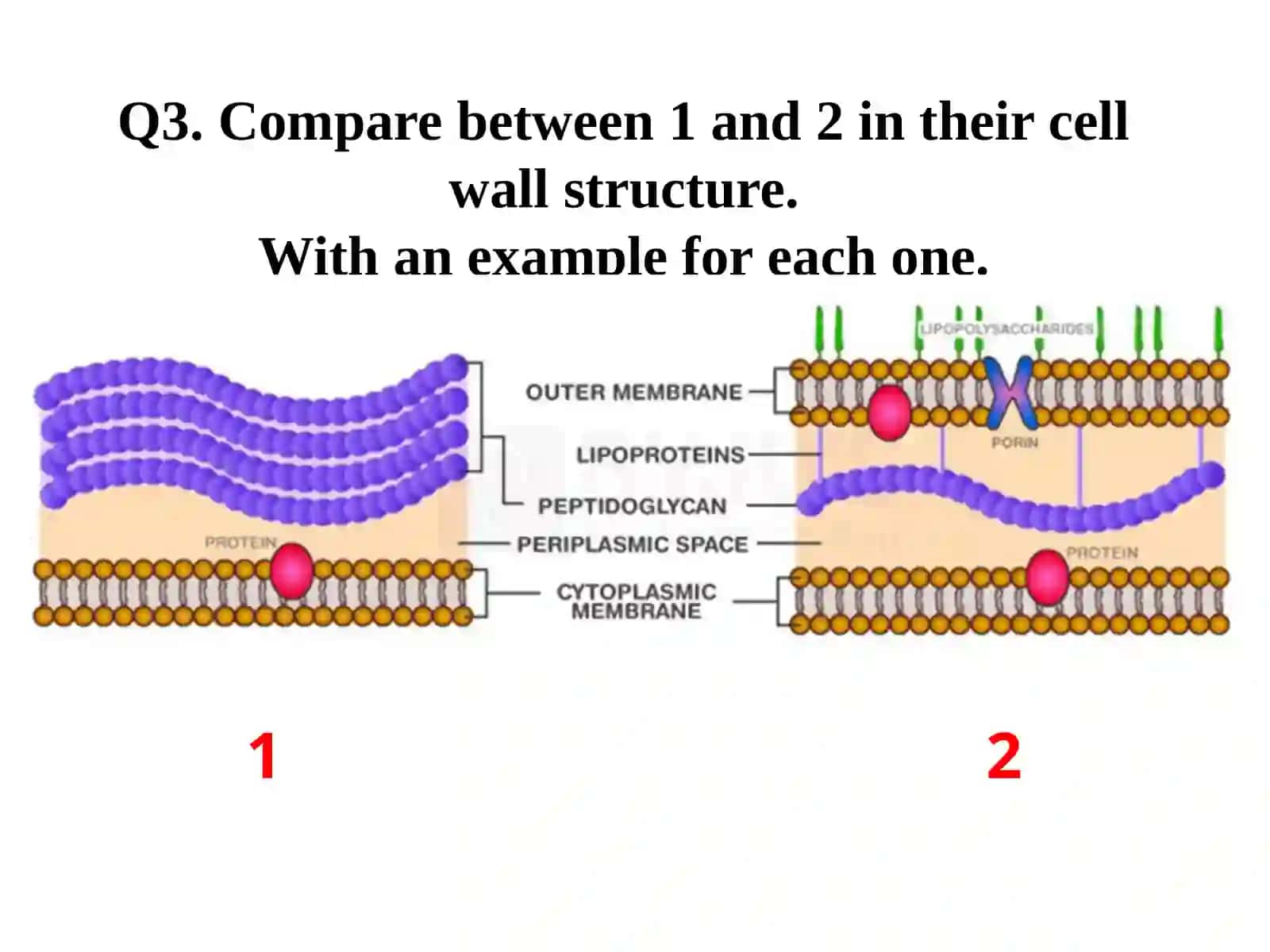 Medical Biology 4