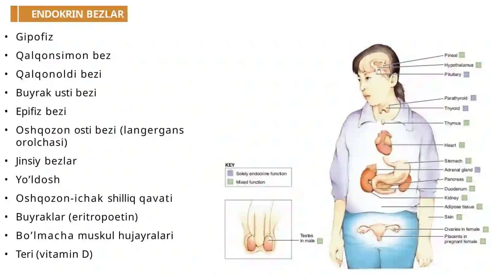 Endokrinsistemafiziologiyasi 4