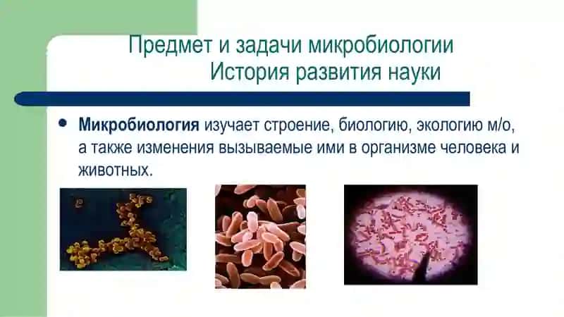 Предмет и задачи медицинской микробиологии 4