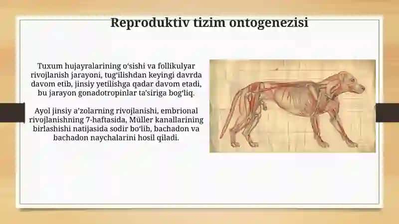 Umurtqalilarda organlar va uning ontofillogenizi 4