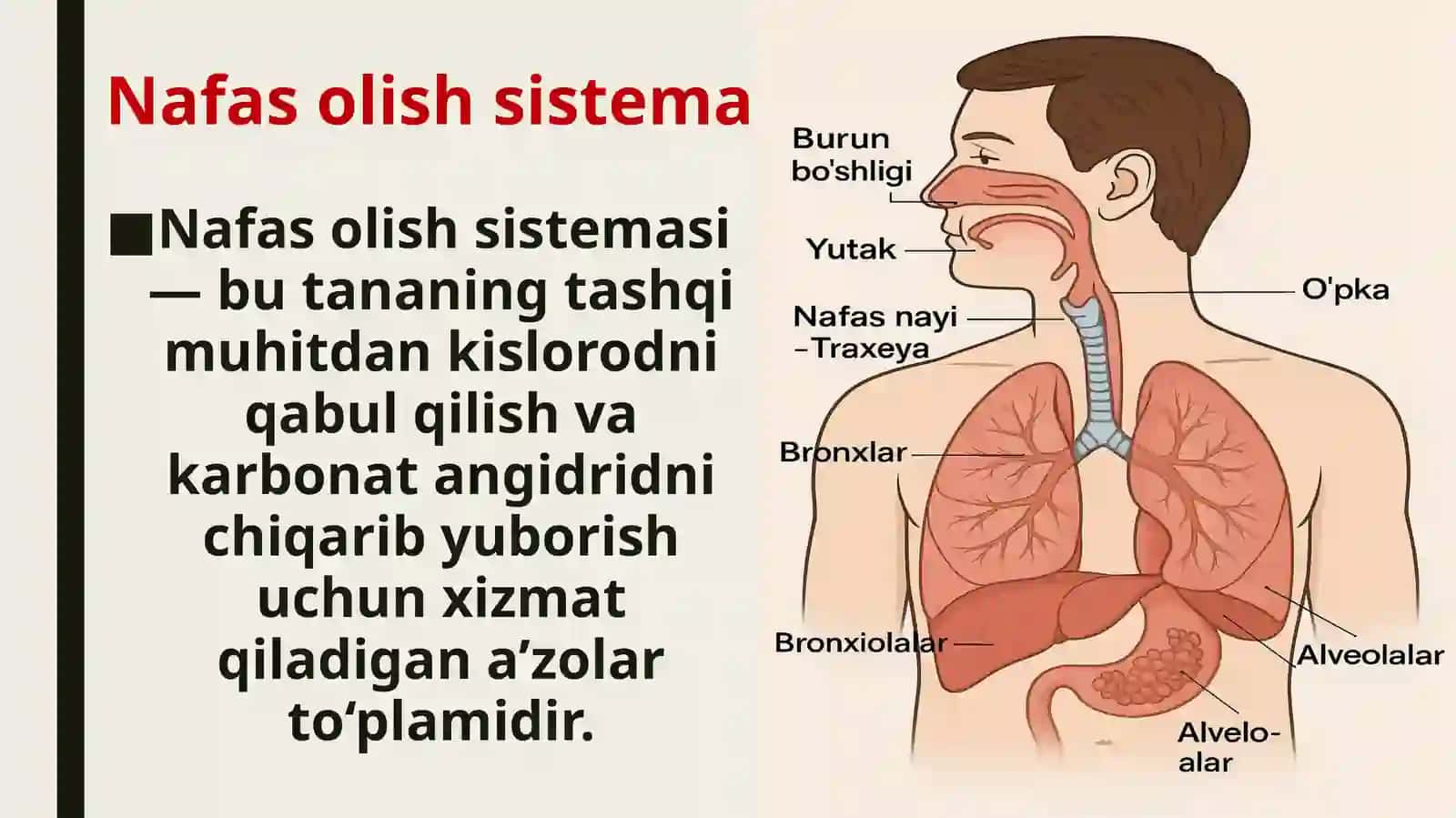 Nafasolishsistemasi 4