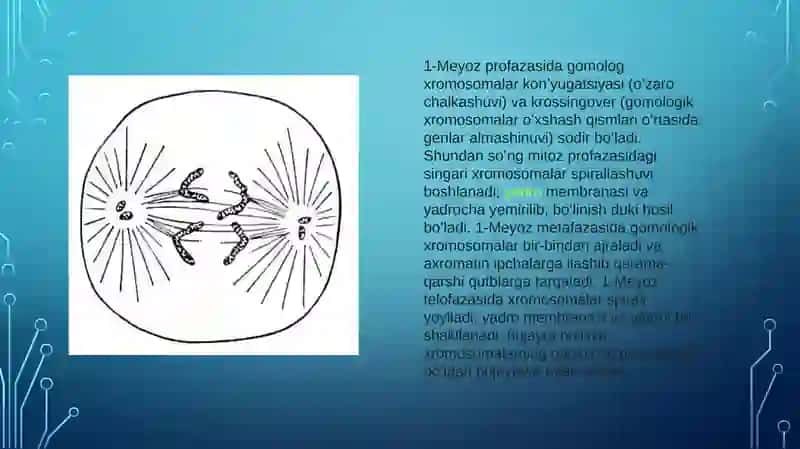 Meyozning biologik ahamiyati 4