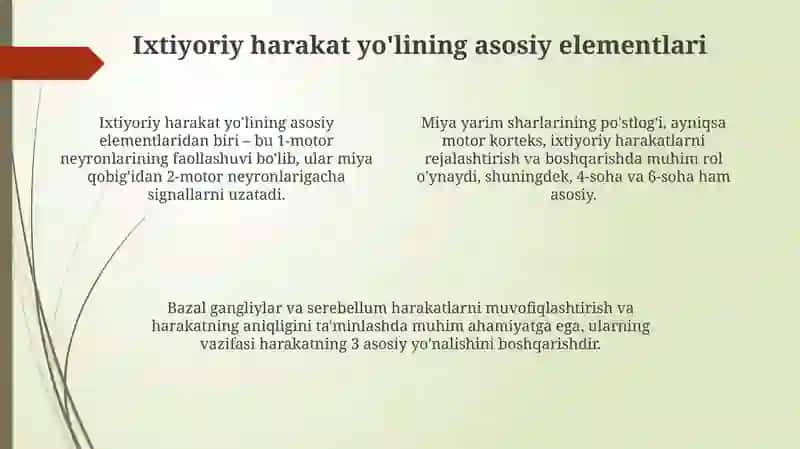 Harakat sferasi ixtiyoriy harakat yoʻli anatomiyasi 4
