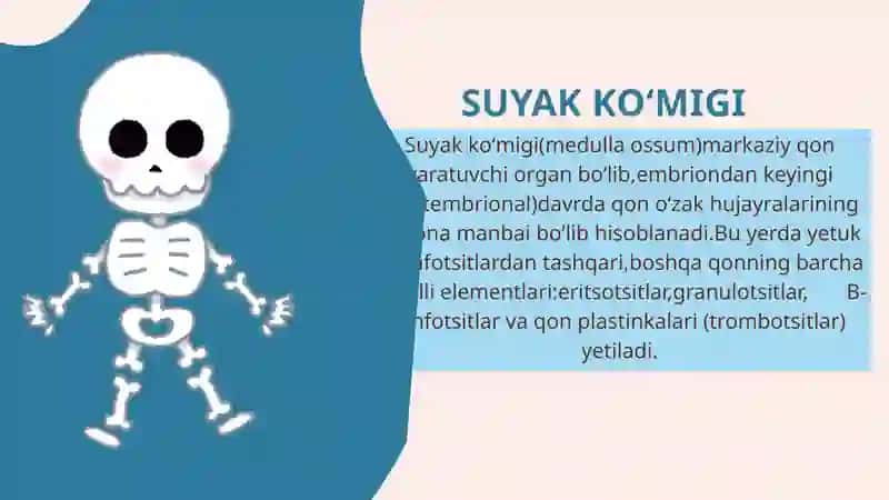 Qon yaratuvchi va immun-himoya a’zolari 4