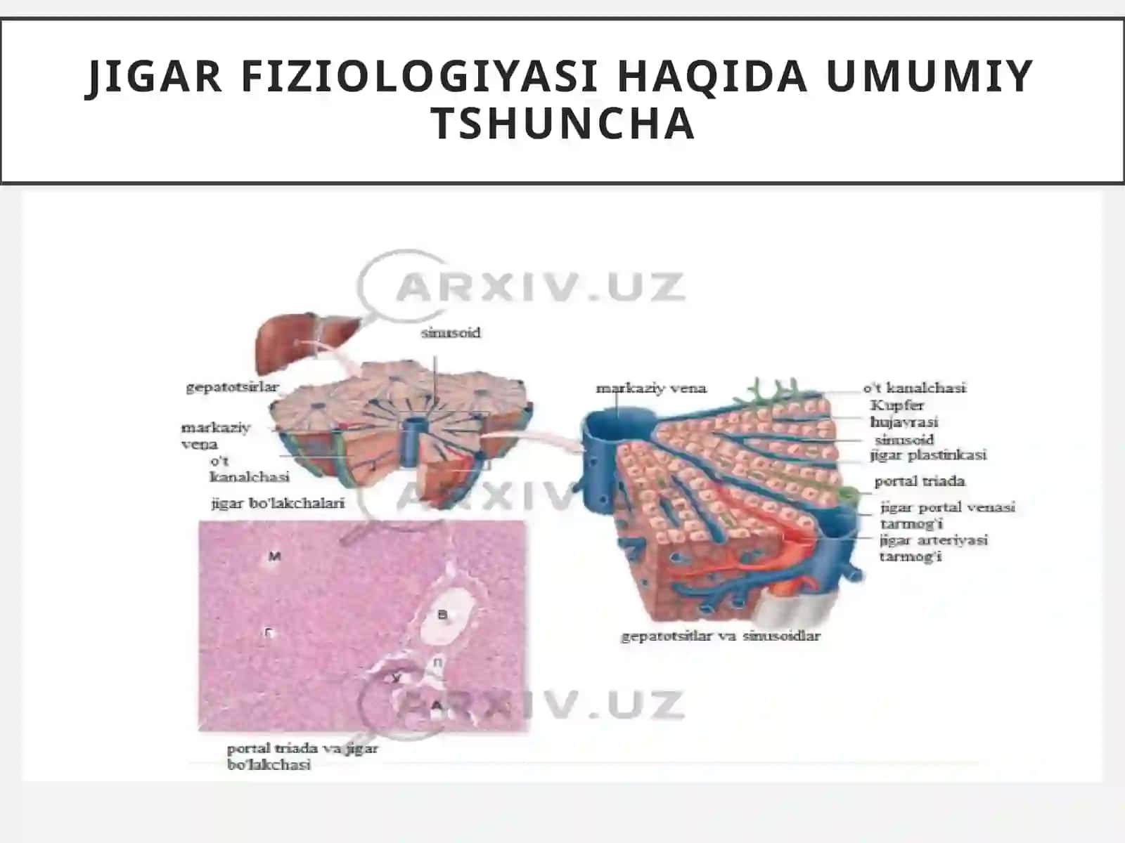 Fiziologiya prezentatsiya 4