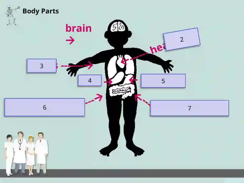 Organs of the body 4