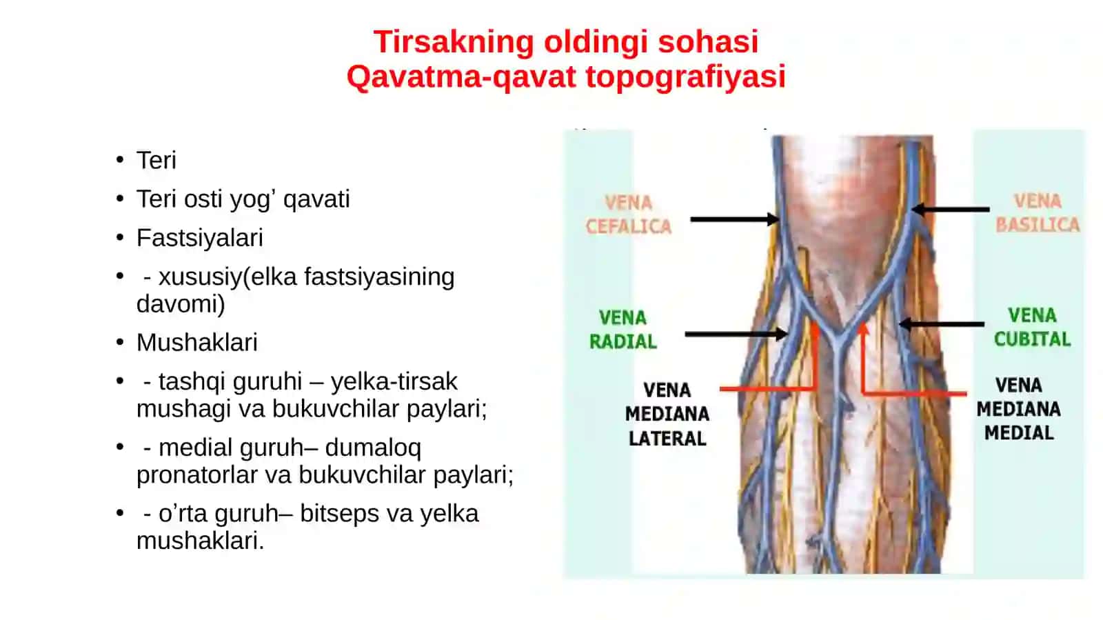 Central Asian Medical University - Qo‘lning topografik anatomiyasi 4