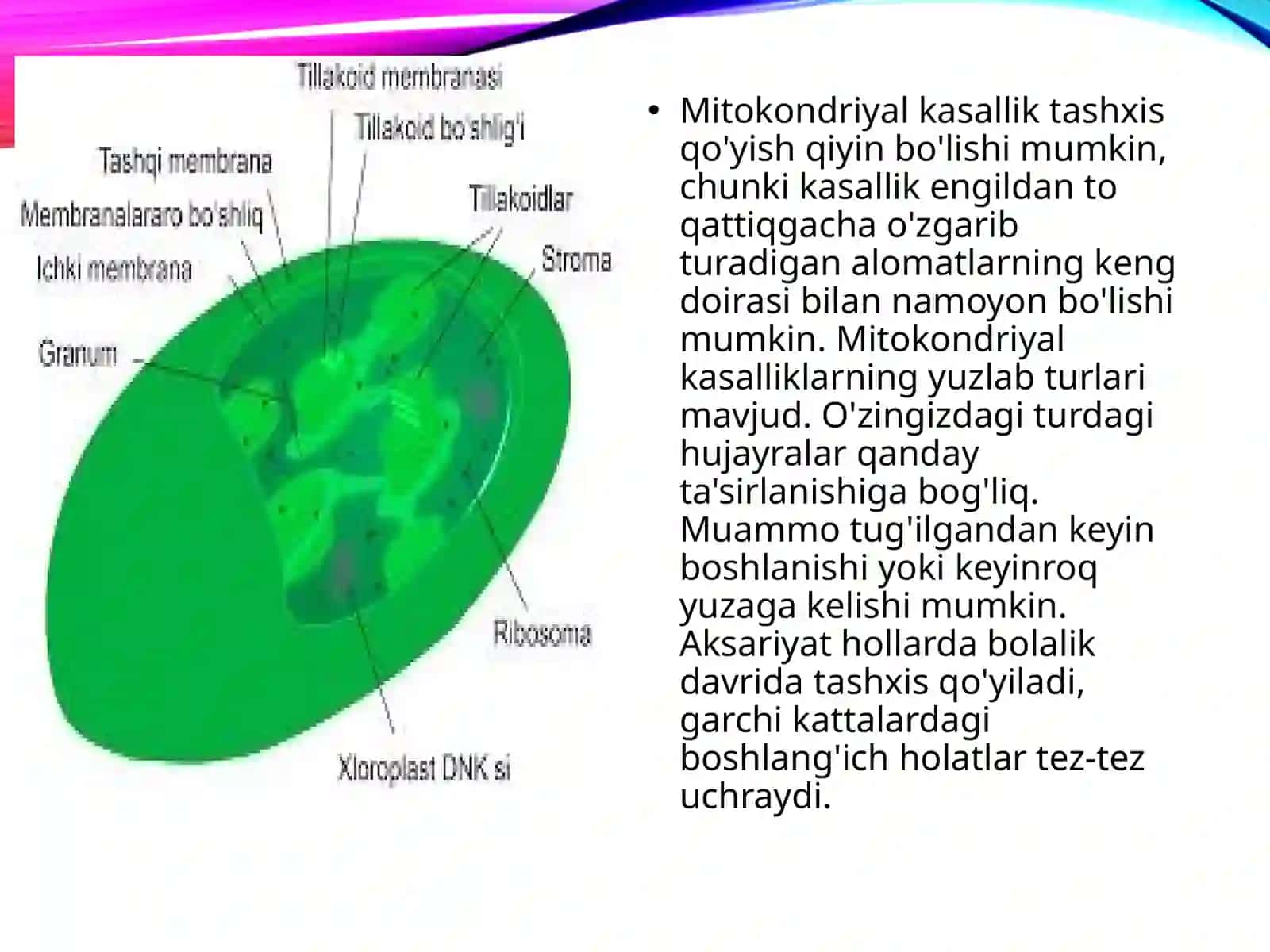Mitoxondriya tuzulishi va mitoxondrial kasalliklar. 4