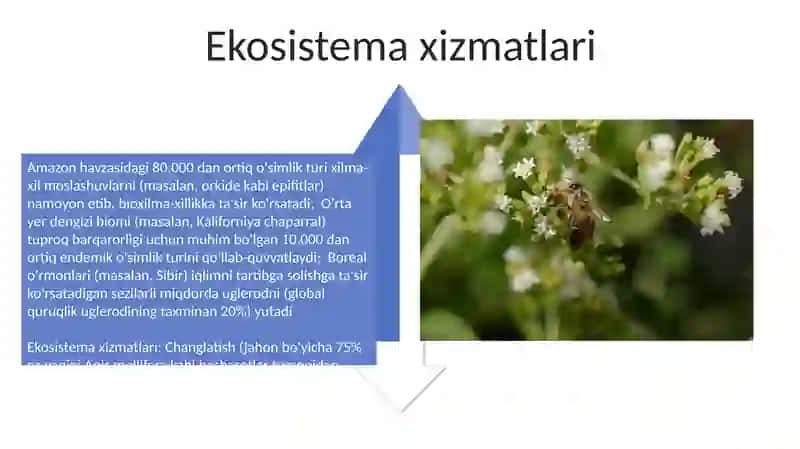 Oʻsimlik va hayvonot dunyosi 4