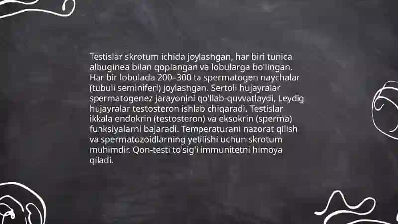Erkaklar jinsiy sistemasi 4