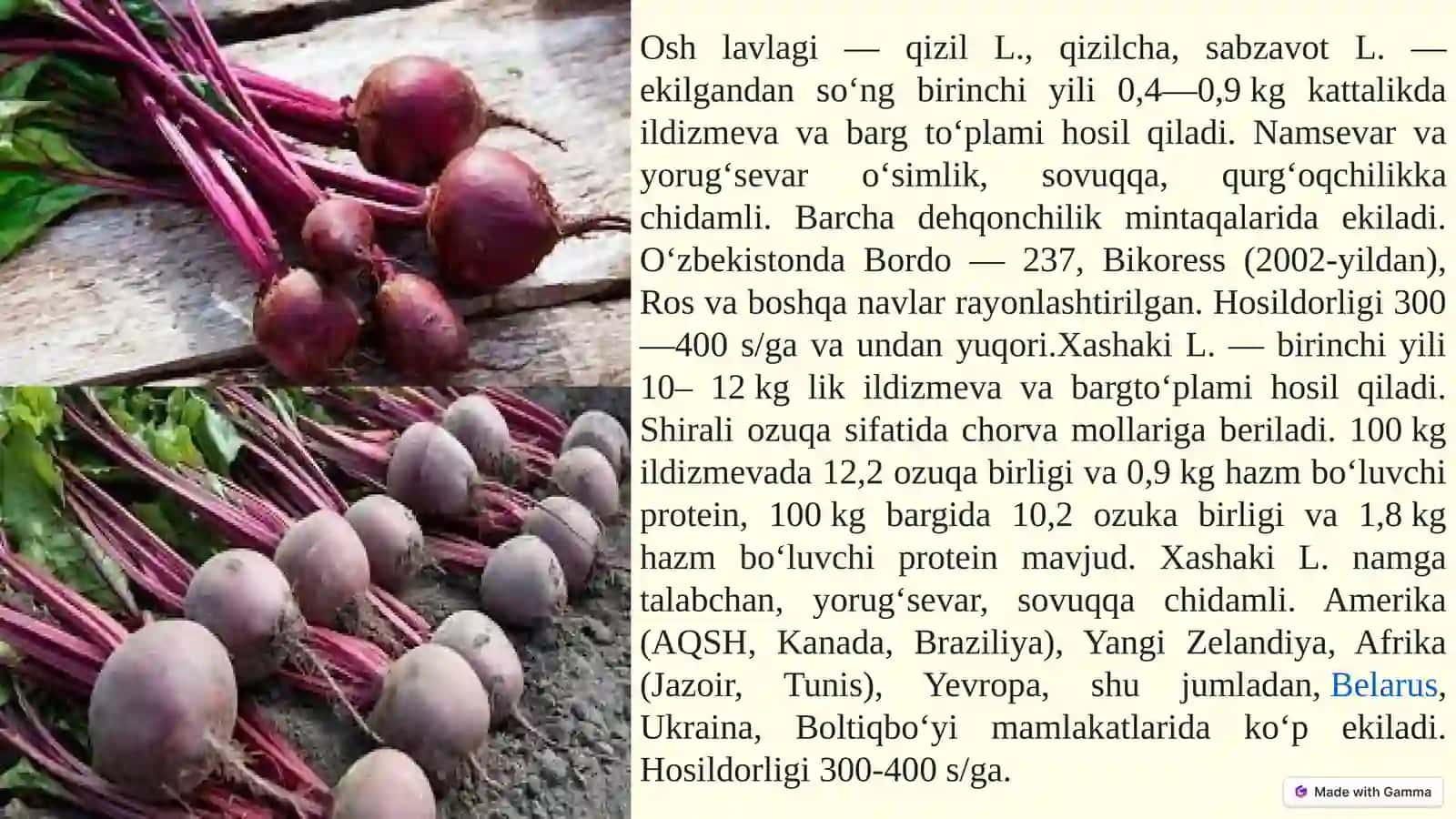 Ildiz mevalarning dorivorlik xususiyatlari 4