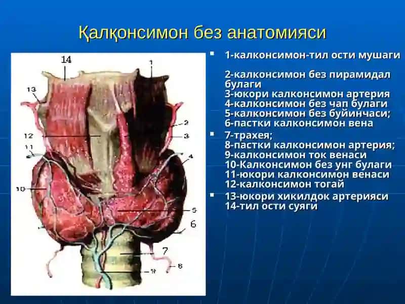 Qalqonsimon bez kasalliklari 4