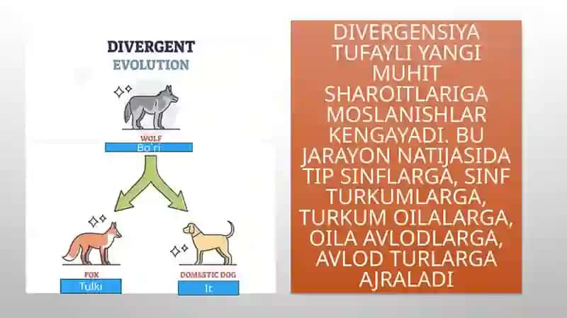 Evalutsiono`zgarishlarning tiplari 4