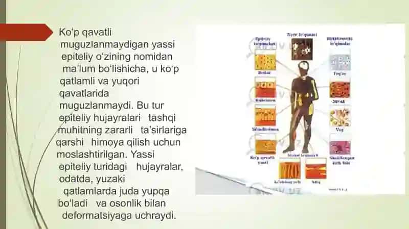ko'p qavatli muguzlanmaydigan yassi epiteliy qavatlari 4