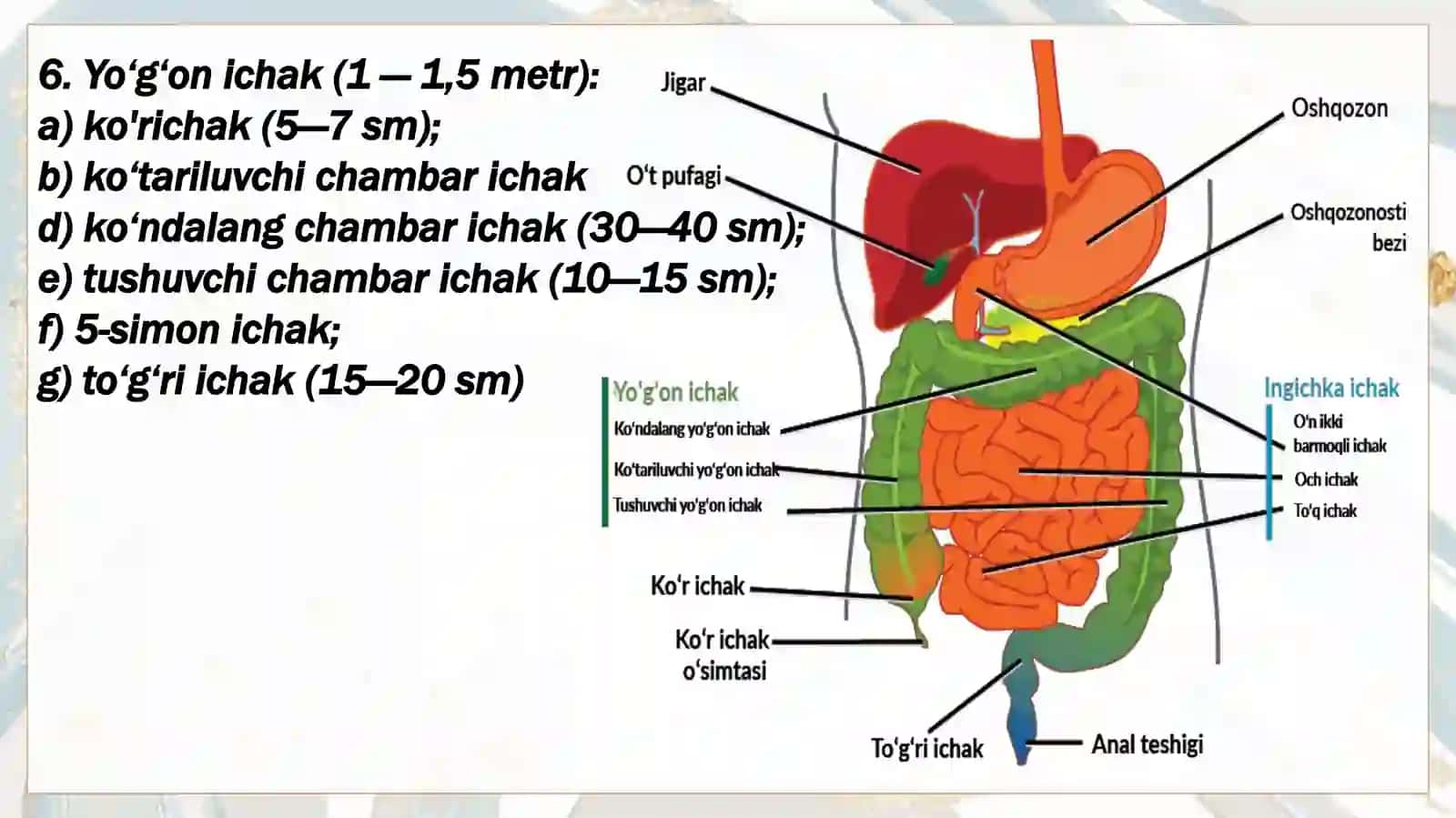 OVQAT HAZM QILISH A'ZOLARI KASALLIKLARI 4