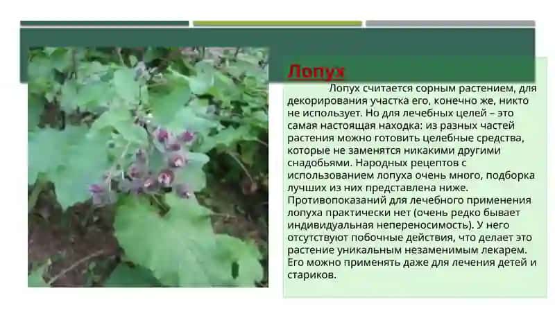 Лекарственные растения Узбекистана 4