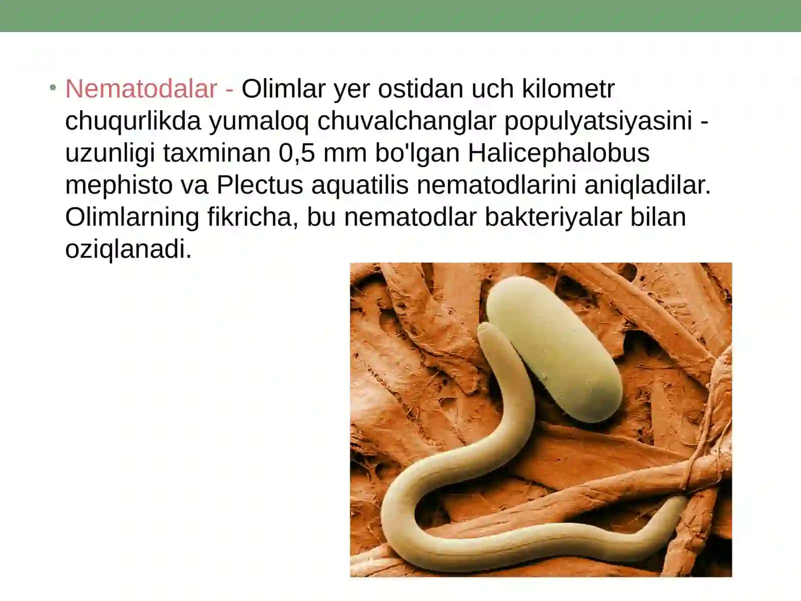 Yer osti ekotizimi 4