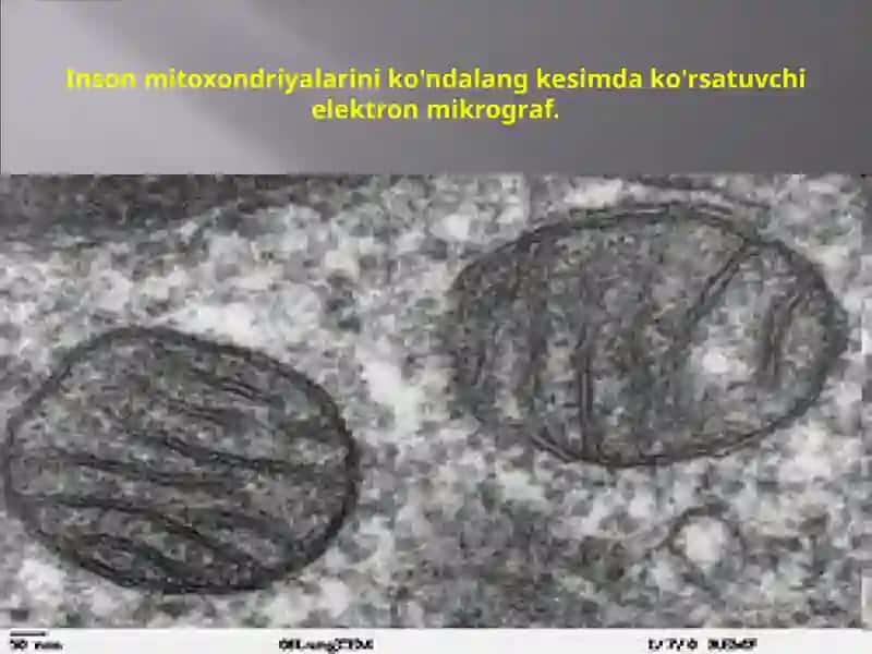 Mitoxondriya 4