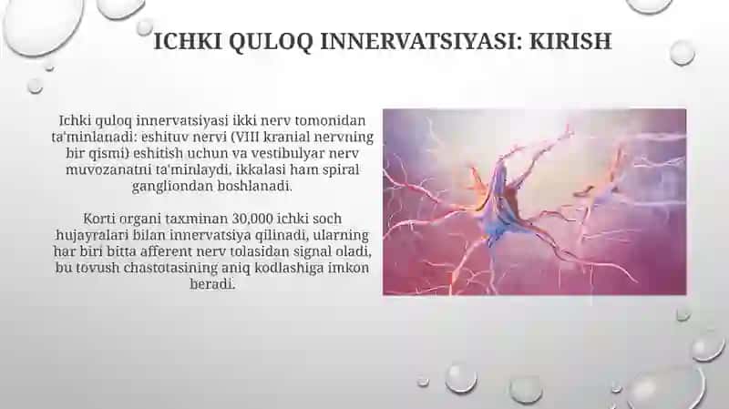 Eshitish organining umumiy innervatsiyasi 4