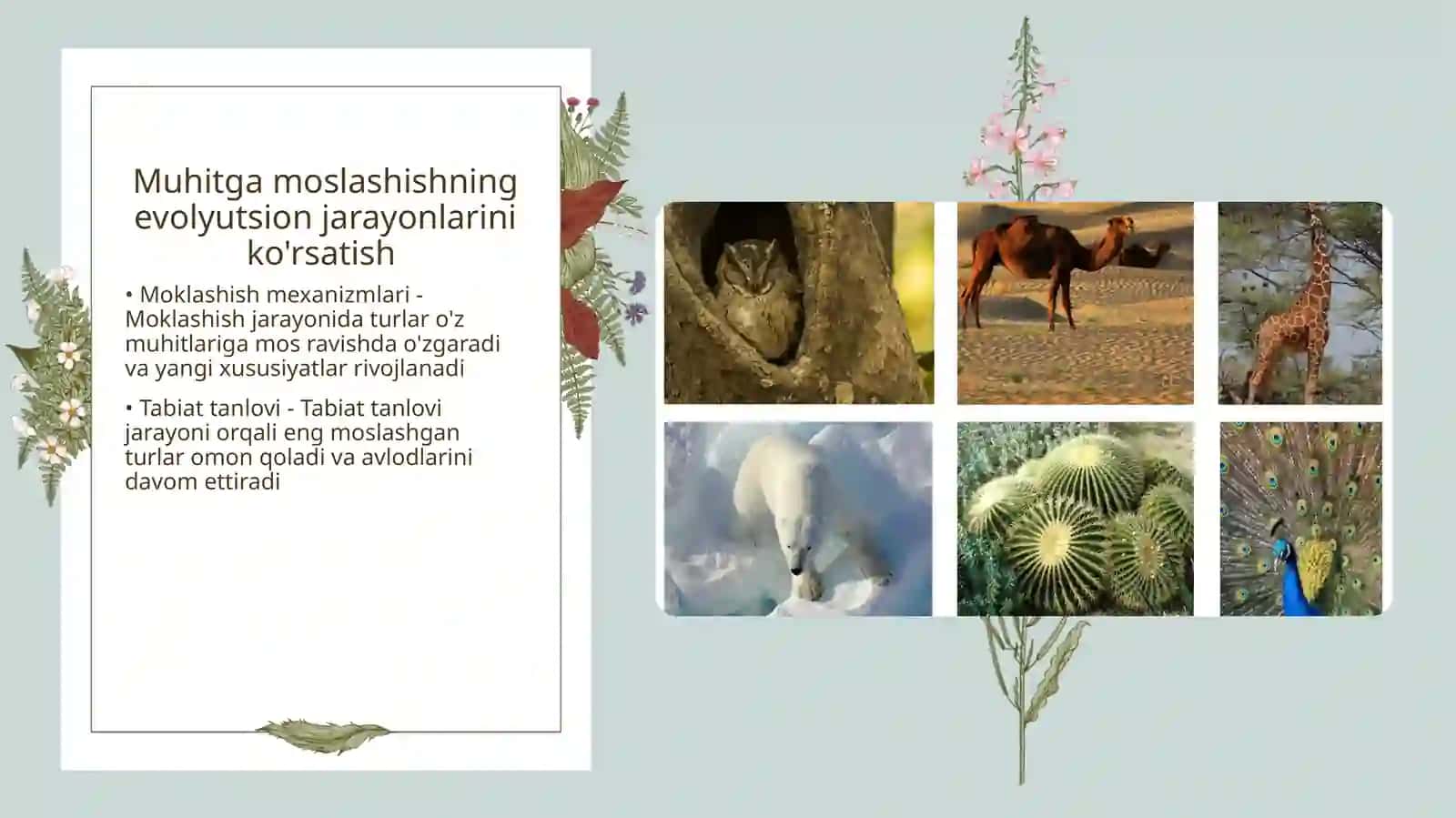 Tabiatda organizmlarning tashqi muhitga moslashuvi 4