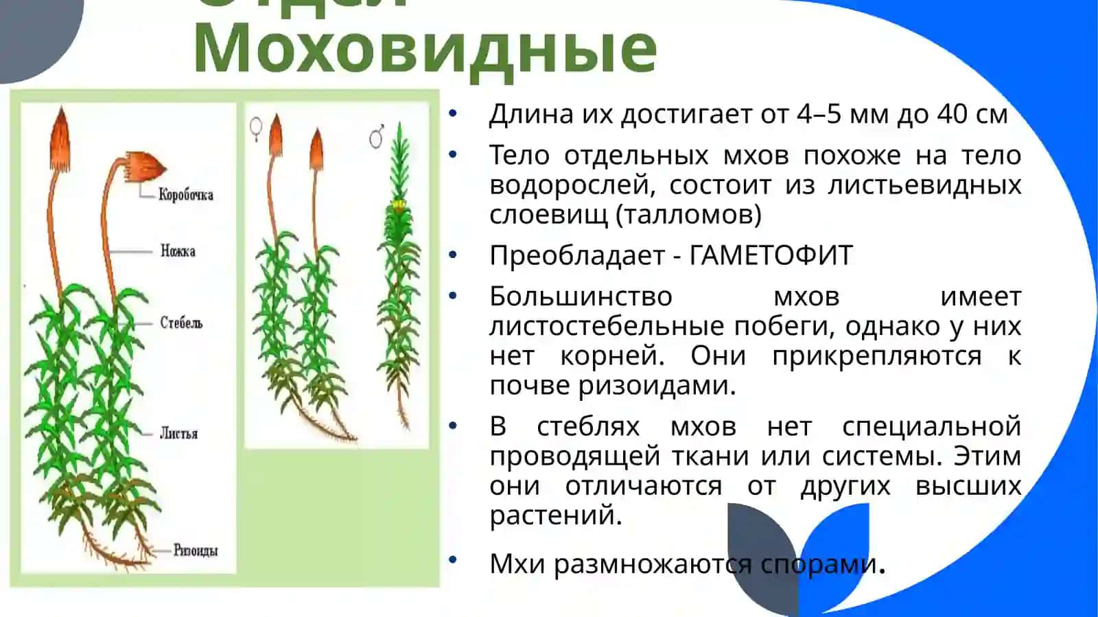 ВТОРОЙ РАЗДЕЛ БОТАНИКИ 4